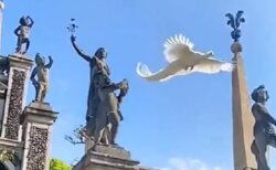 【動画】空から舞い降りる純白のクジャク・・神々しさしかない
