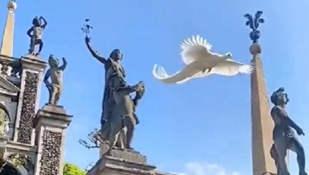 【動画】空から舞い降りる純白のクジャク・・神々しさしかない