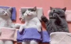 【動画】並んで昼寝中の4匹の子猫！たまらん可愛いさｗ