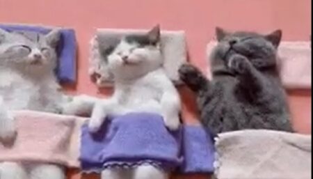 【動画】並んで昼寝中の4匹の子猫！たまらん可愛いさｗ