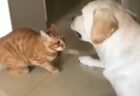 【優しい】目が見えない犬を驚かさないように、そーっと触れる猫が可愛い！