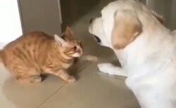 【優しい】目が見えない犬を驚かさないように、そーっと触れる猫が可愛い！