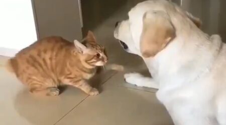 【優しい】目が見えない犬を驚かさないように、そーっと触れる猫が可愛い！