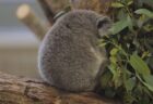 【ころん】うずくまってるコアラの赤ちゃん！かわいすぎる！