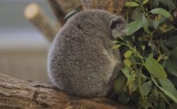 【ころん】うずくまってるコアラの赤ちゃん！かわいすぎる！