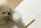 【癒やし】一向に餌が取れないポメラニアン君が可愛すぎ　あとちょっと！
