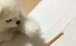 【癒やし】一向に餌が取れないポメラニアン君が可愛すぎ　あとちょっと！