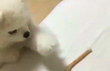 【癒やし】一向に餌が取れないポメラニアン君が可愛すぎ　あとちょっと！