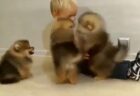 【ポメラニアン】たくさんの子犬にもふもふされてる子供、羨ましすぎるｗ