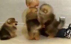 【ポメラニアン】たくさんの子犬にもふもふされてる子供、羨ましすぎるｗ