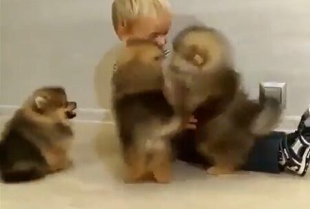【ポメラニアン】たくさんの子犬にもふもふされてる子供、羨ましすぎるｗ