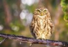 【驚愕】えっ！？フクロウって普通に泳げるのね。しかもバタフライ・・・