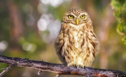 【驚愕】えっ！？フクロウって普通に泳げるのね。しかもバタフライ・・・