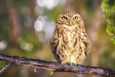 【驚愕】えっ！？フクロウって普通に泳げるのね。しかもバタフライ・・・