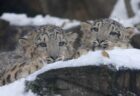 【動画】ヒョウの親子、びっくりして飛び上がる様子が息ピッタリｗ