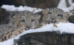 【動画】ヒョウの親子、びっくりして飛び上がる様子が息ピッタリｗ
