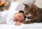【天才】赤ちゃんの部屋でくつろぐ猫、赤ちゃんが転落しそうになった瞬間、すっ飛んでって阻止