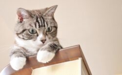 【天才】猫の「お手」を見たことありますか？しかも3回連続！