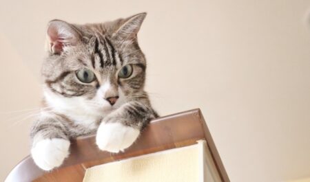 【天才】猫の「お手」を見たことありますか？しかも3回連続！
