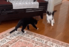 【え！？】目の前の猫を跳び箱みたいに飛びこす猫！すごいジャンプ力！