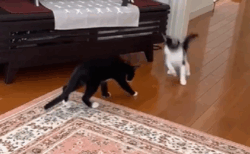 【え！？】目の前の猫を跳び箱みたいに飛びこす猫！すごいジャンプ力！
