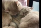 【動画】顔が潰れそうなぐらいくっつく2匹の猫が可愛すぎるｗ
