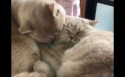【動画】顔が潰れそうなぐらいくっつく2匹の猫が可愛すぎるｗ