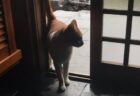 【台風】近所の野良猫が雨宿りをしに入ってきた！玄関がかわいい足跡だらけにｗ