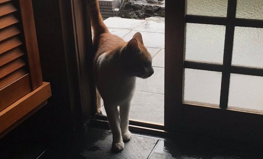 【台風】近所の野良猫が雨宿りをしに入ってきた！玄関がかわいい足跡だらけにｗ