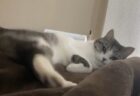 【笑】飼い主の足から降りたくない猫 vs 退かそうとする飼い主。ファイト！