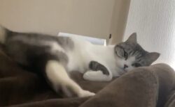 【笑】飼い主の足から降りたくない猫 vs 退かそうとする飼い主。ファイト！