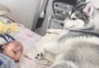 【え！】子猫と対峙する黒猫さんの猫パンチがとんでもないｗｗｗｗ