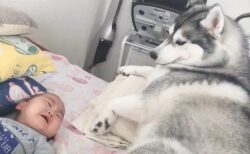 【動画】赤ちゃんに号泣されたハスキー犬の対応が最高すぎる！