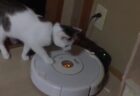【！】天才猫、飼い主を起こすためにルンバを起動させるｗ