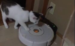 【！】天才猫、飼い主を起こすためにルンバを起動させるｗ
