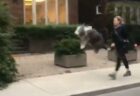 【笑】散歩が嬉しくてたまらない犬、ウキウキジャンプが可愛いすぎるｗ