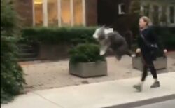 【笑】散歩が嬉しくてたまらない犬、ウキウキジャンプが可愛いすぎるｗ