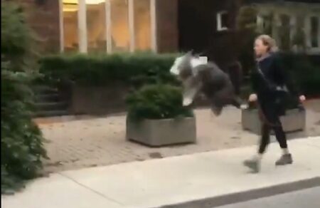 【笑】散歩が嬉しくてたまらない犬、ウキウキジャンプが可愛いすぎるｗ