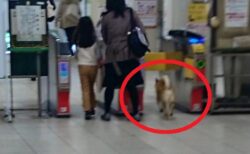 駅に侵入するも駅員さんに捕まっちゃった犬の表情ｗｗｗｗ