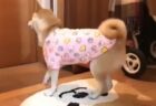 【たまらん】飼い主の帰宅を察知した柴犬、全力で喜ぶ姿が可愛すぎるｗ