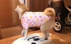 【たまらん】飼い主の帰宅を察知した柴犬、全力で喜ぶ姿が可愛すぎるｗ