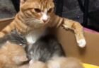 【授乳】お乳のあげ方が格好よすぎる母猫が発見されるｗ　これは男前！