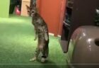 【直立】 何らかの理由でネコにされてしまった人、とりあえずネコのふりをしてみる