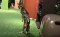 【直立】 何らかの理由でネコにされてしまった人、とりあえずネコのふりをしてみる