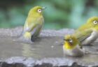 【動画】水たまり水遊びするメジロの集団、すっごく可愛いｗ