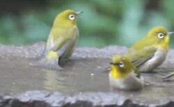 【動画】水たまり水遊びするメジロの集団、すっごく可愛いｗ