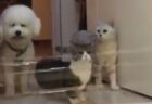 【爆笑】犬・ねこ・ねこ、目の前に障害物があった場合・・・