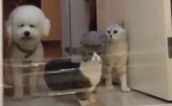 【爆笑】犬・ねこ・ねこ、目の前に障害物があった場合・・・