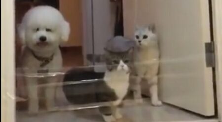 【爆笑】犬・ねこ・ねこ、目の前に障害物があった場合・・・