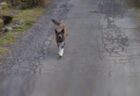 【ｗ】Googleｶｰをめちゃ追いかけてくる犬！可愛いｗ